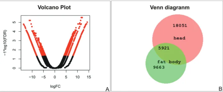 Figure 3 - Comparison among head and fat body transcripts. (A) Volcano plot of differentially expressed transcripts; the X-axis displays the fold change expression differences (FC) and the Y-axis the statistical significance based on a false discovery rate