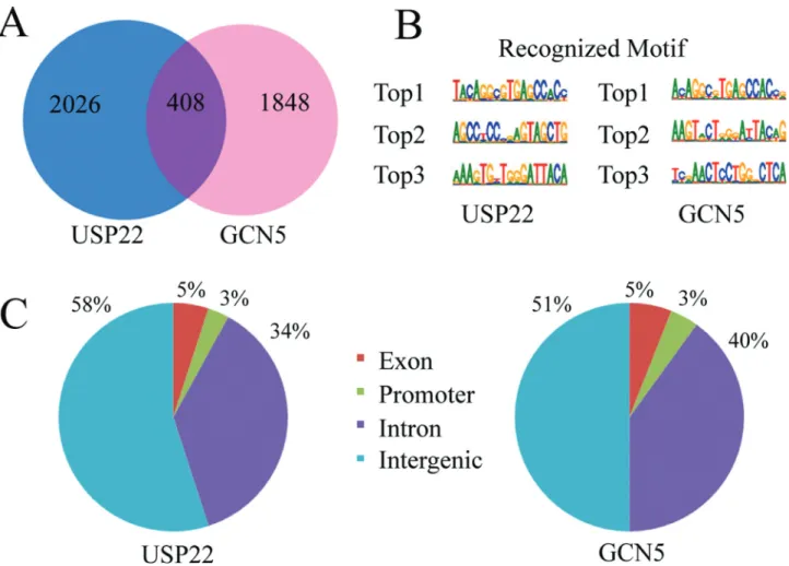 Figure 1 - Characterization of USP22 and GCN5 binding sites in human genome. (A) Total number of genes with USP22 and GCN5 occupancy in two in- in-dependent ChIP samples