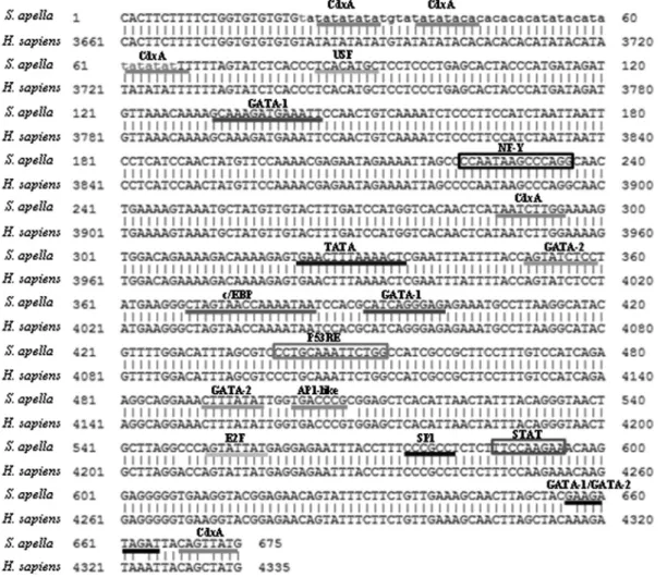 Figure 1 - Binding sites in the S. apella sequence. Binding sites for regulatory cis-elements (highlighted in boxes) and transcription factors (underlined) in the S