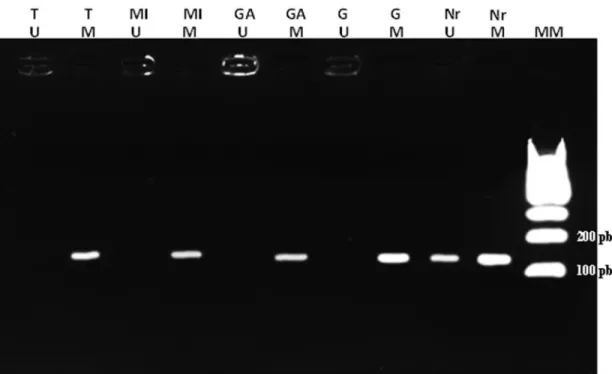 Figure 2 - MSP results. Agarose gel (3%) with MSP results. MM: Molecular Marker. M: methylated