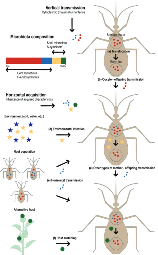 Figure 1 - Modes of microbiota transmission and its bi-layered composition. Vertical transmission is accomplished by the translocation of symbionts from the somatic to the germline tissue (a)