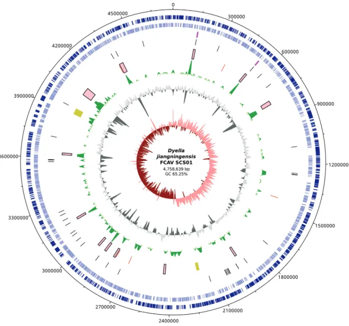 Figure 1 - Circular genomic representation of the Dyella jiangningensis FCAV SCS01. The inner red circle represents GC Skew