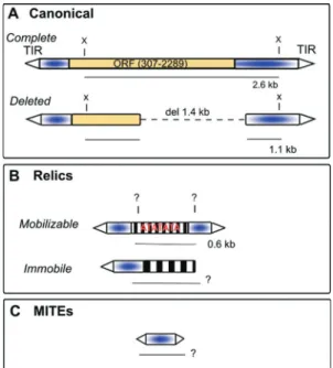 Figure 1 - Hobo, relics and MITEs. A) Two forms of canonical hobo; the complete and deleted elements