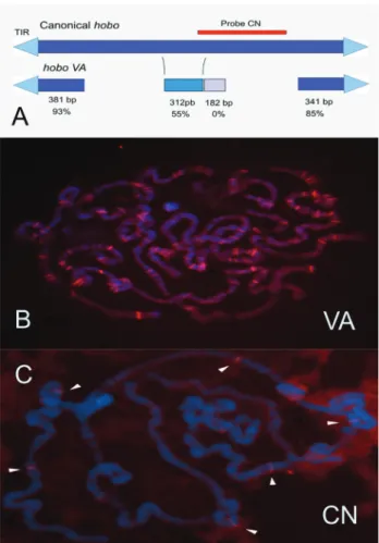 Figure 3 - Mutant phenotypes A) Phenotypic appearance of blistered mu- mu-tant (bl); B) dpp mutant; C) somatic mutation in which half the thorax and one wing was not formed; D) mosaic fly in which one eye has a wild type phenotype and the other has a lozen