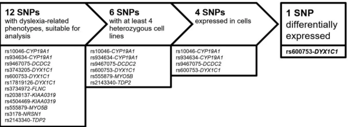 Figure 1 - Workflow of SNP characterization. Candidate SNPs used in this study had to be heterozygous in at least three immortalize B-cell lines originat- originat-ing from the dyslexia family and three cell lines originatoriginat-ing from controls and exp