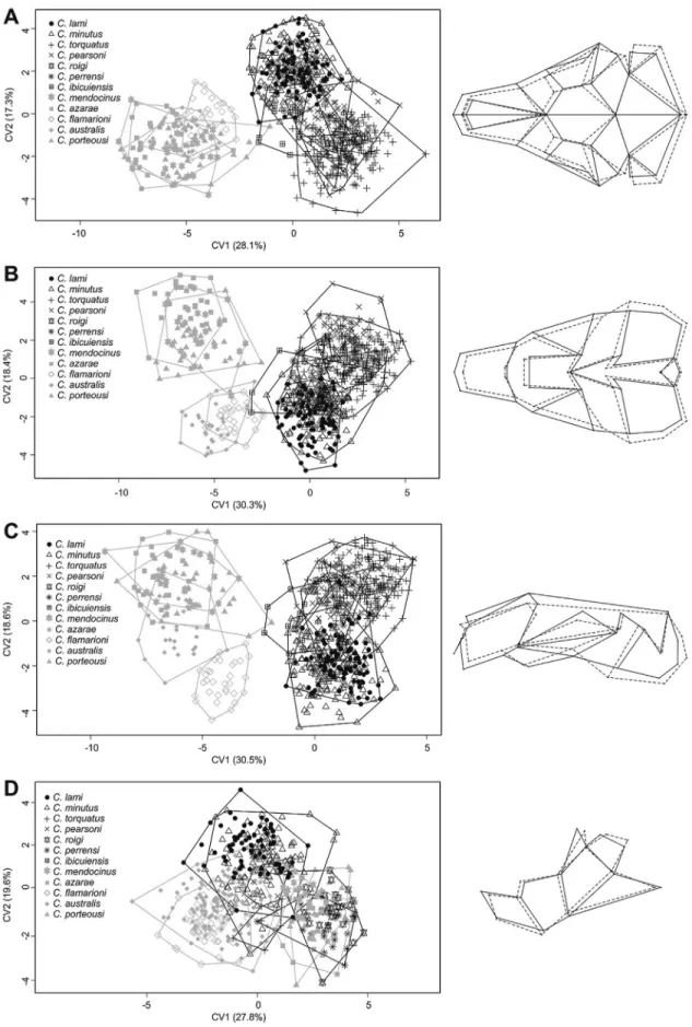 Figure 5 - Scatterplot of canonical variate analysis (CVA) show the two first canonical axis for 12 species of Ctenomys from the mendocinus and torquatus groups for dorsal (A), ventral (B), and lateral (C) views of the skull and lateral view of the mandibl