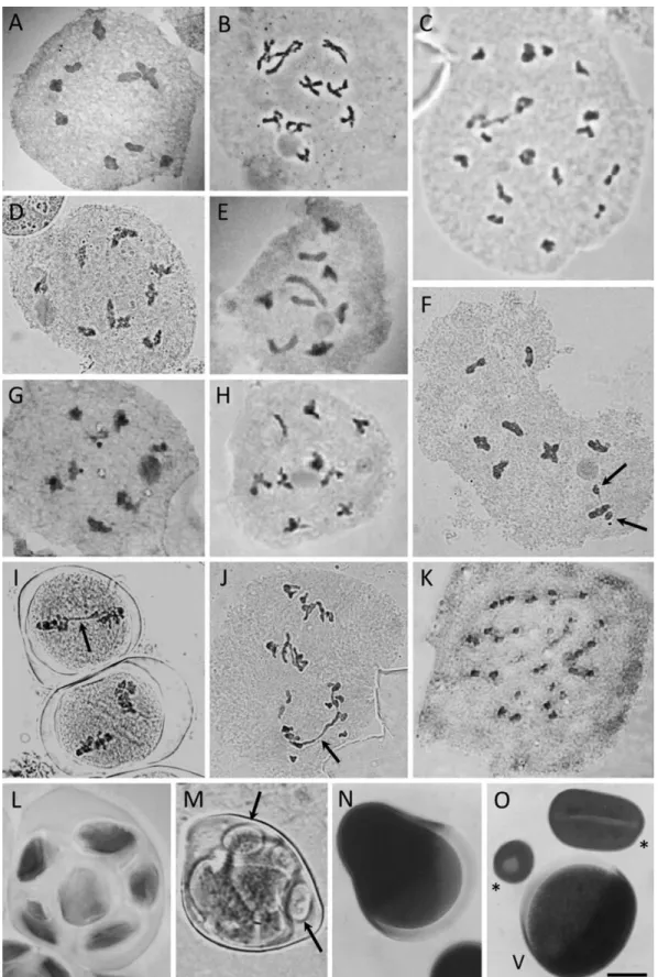 Figure 4 - Meiotic analysis of Sisyrinchium taxa – haploid chromosome numbers and observed meiotic abnormalities