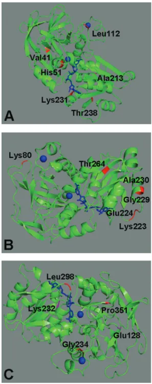 Figure 4 - Three-dimensional structures of alcohol dehydrogenase from: