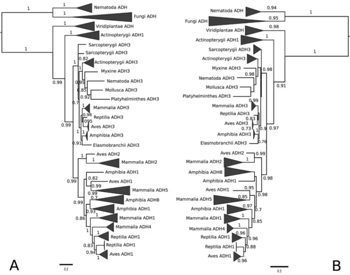 Figure 1 - Evolutionary history of alcohol dehydrogenase proteins from plants, fungi and animals