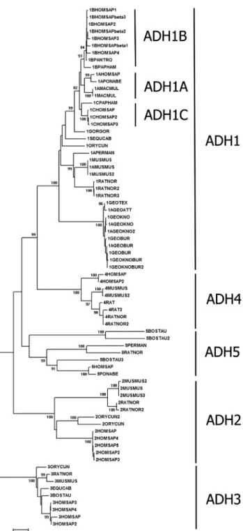 Figure 2 - Phylogenetic tree of alcohol dehydrogenase proteins from mammals obtained by the neighbor-joining algorithm