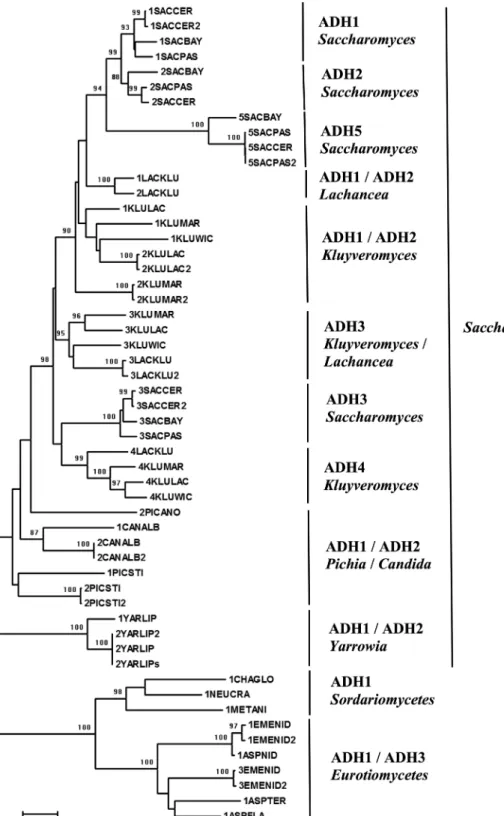 Figure 3 - Phylogenetic tree of alcohol dehydrogenase proteins from fungi obtained by the neighbor-joining algorithm