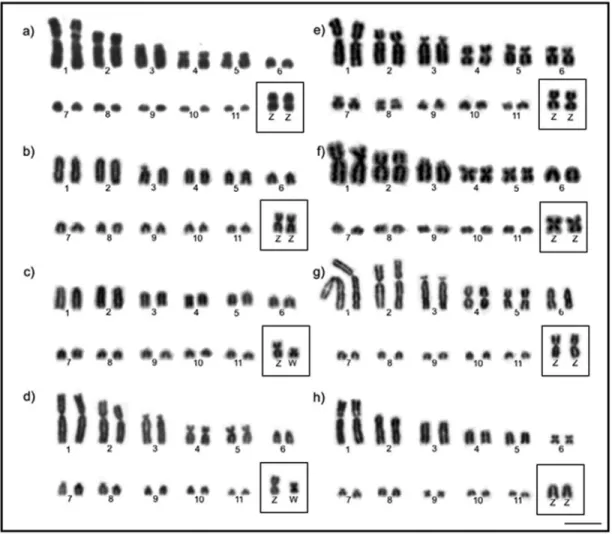 Figure 3 - Representative examples of FISH experiments using 18S rDNA probes in Columbidae species
