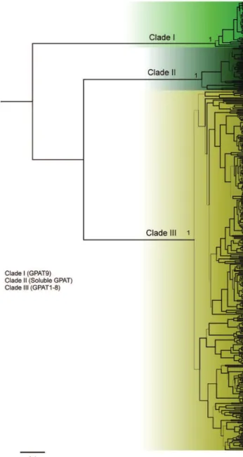 Figure 1 - Phylogenetic relationship among plant and algae GPAT protein sequences. A total of total 450 protein sequences from six algae and 33 plant species were included in the analyses