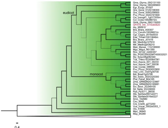 Figure 3 - Phylogenetic relationships among GPAT genes belonging to Clade II from Figure 1