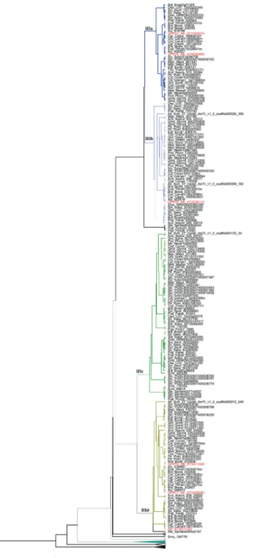 Figure 5 - Phylogenetic relationships among GPAT genes belonging to Clade III (subclades IIIe) from Figure 1