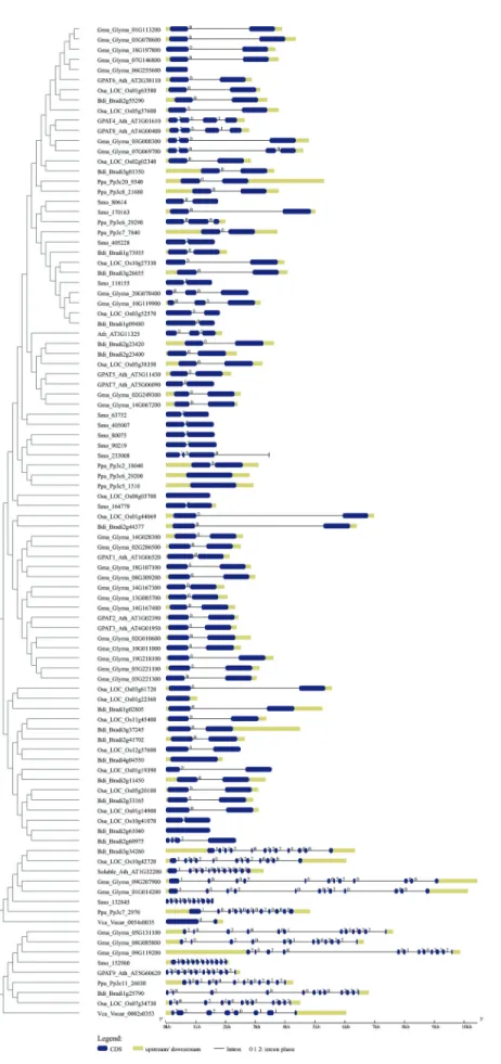 Figure 6 - Exon-intron structure of plant and algal GPAT genes. Representative sequences of eudicots (A
