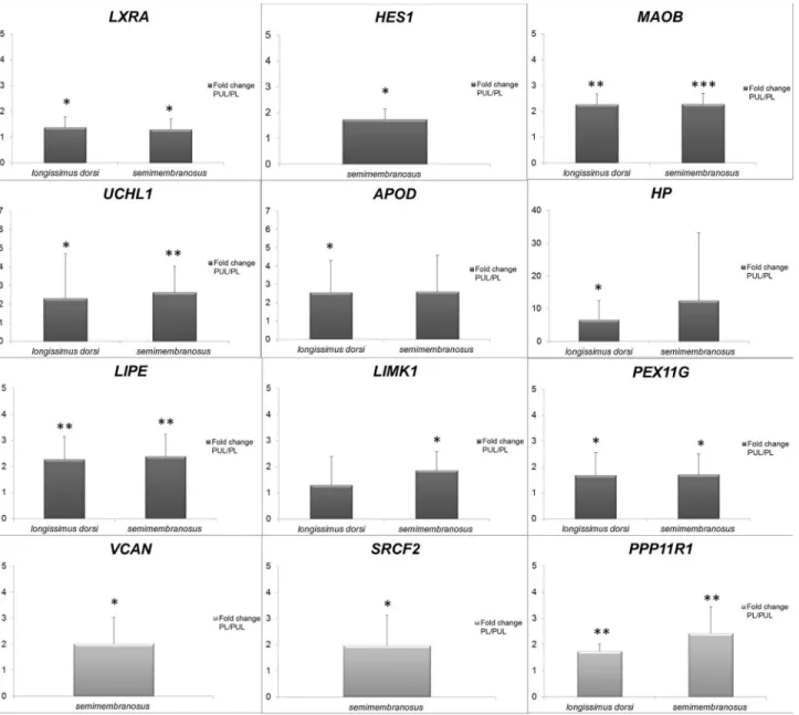 Figure 1 - Relative quantity of mRNA shown as fold change values between analyzed pig muscles (semimembranosus and longissimus dorsi)