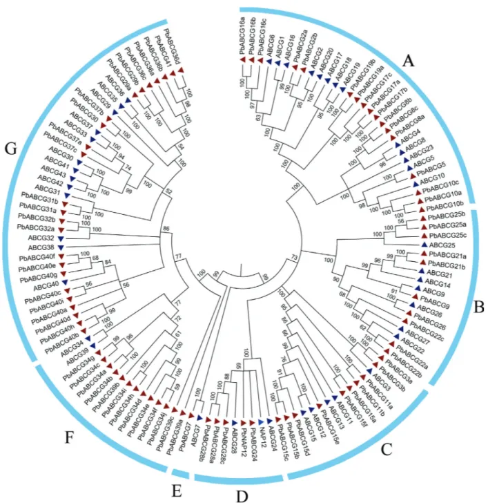 Figure 1 - Phylogenetic tree of ABCG genes in pear and Arabidosis annotated with collinear and tandem relationships