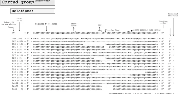 Figure 4 - Genomic editions identified in the CRISPR-Cas9 transfections. For both sorted and unsorted groups 41 E