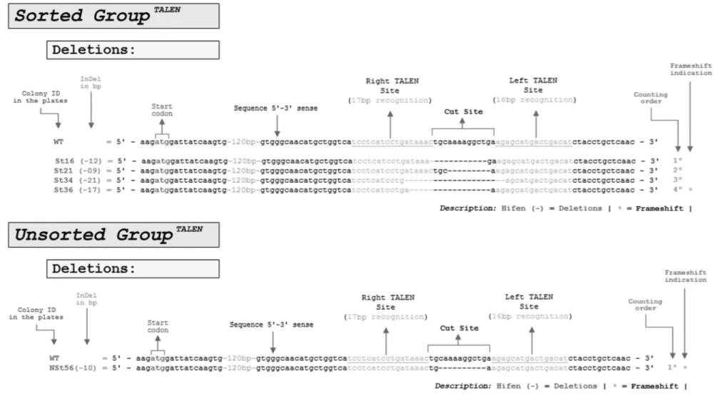 Figure 5 - Genomic editing identified in TALEN transfections. For both sorted and unsorted groups 32 E