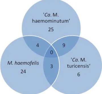 Figure 1. Venn diagram with the frequency of hemoplasmas infections  in owned cats in the microregion of Ilhéus-Itabuna, Bahia, Brazil.