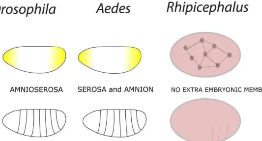 Figure 1. Representation of Rhipicephalus (B.) microplus, Aedes aegypti, Drosophila melagnogaster embryonic development