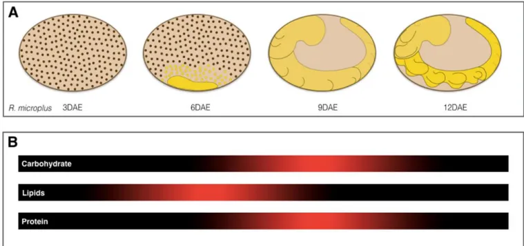 Figure 2. Dynamic of energy source during embryogenesis of R. (B.) microplus. In early development