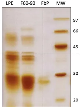 Table 1. Protein content and proteolytic activity of the protein samples  obtained from the latex of Ficus benjamina.