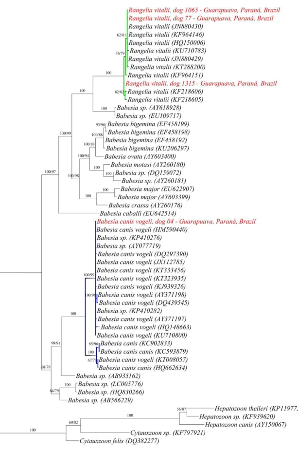 Figure 1. Phylogenetic analysis based on 18S rRNA gene of Babesia spp. (1810 bp after alignment)