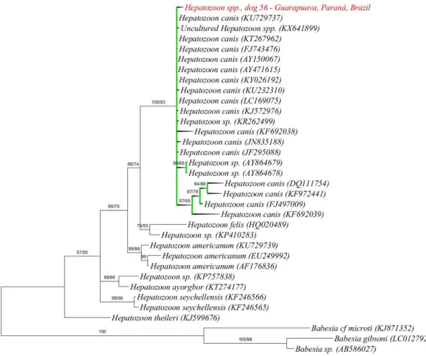 Figure 2. Phylogenetic analysis based on 18S rRNA gene of Hepatozoon sp. (1670 bp after alignment)