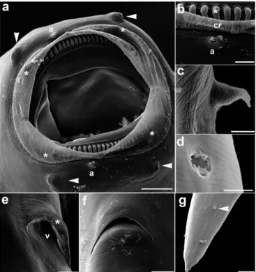 Figure 2. Cucullanus marajoara n. sp. of Colomesus psittacus. Scanning  electron micrographs of a female: (a) Cephalic region subapical views,  oral aperture with four external papillae (arrowheads), four internal  papillae (*), and amphid (a)