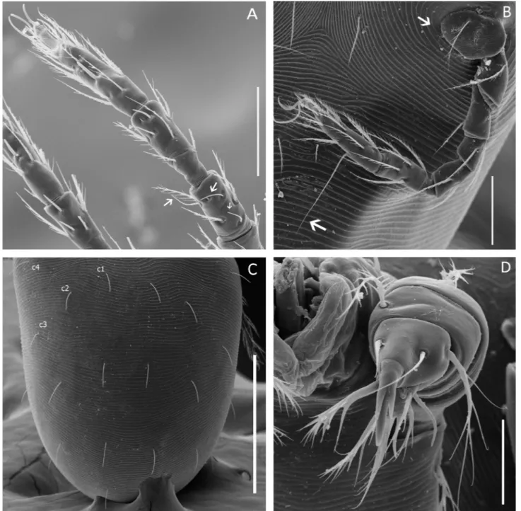 Figure 1. Morphological details of Blankaartia sinnamaryi. A - leg I; B - leg III; C - dorsal opisthosomal setae; D - palpal genu, tibia and  tarsus