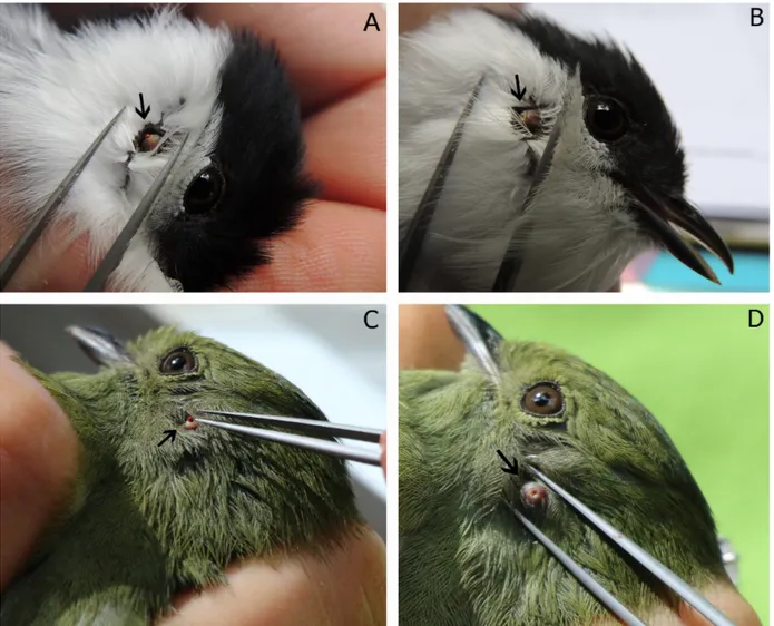 Figure 2. Blankaartia sinnamaryi parasitizing birds. A - Manacus manacus (♂) parasitized by one chigger; B - Injury on Manacus manacus (♂)  after removal of the mite; C - Manacus manacus (♀) parasitized by one chigger; D - Injury on Manacus manacus (♀) aft