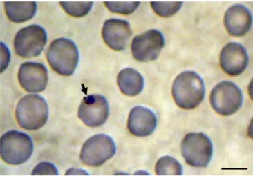 Figure 2. Photomicrographs of Plasmodium sp. visualized by light  microscopy in thin Giemsa-stained blood smears from a male specimen  of Sapajus sp