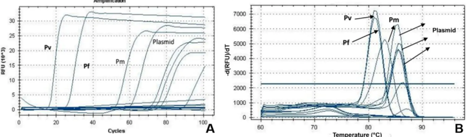 Figure 4. (A) Amplification curve of Plasmodium spp. by the LAMP technique, using positive controls for P