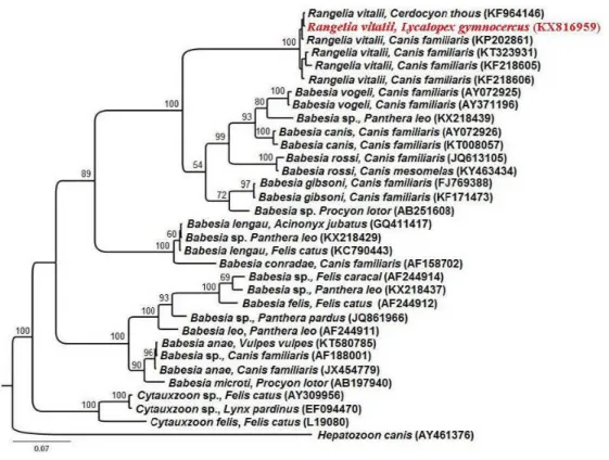 Figure 2. Bayesian Inference (BI) tree based on the 18S rRNA gene partial sequences (528bp) of Rangelia vitalii, isolates from Brazilian  Lycalopex gymnocercus, and other hemoparasites, using GTR + I + G evolutionary model Hepatozoon canis was chosen as ou