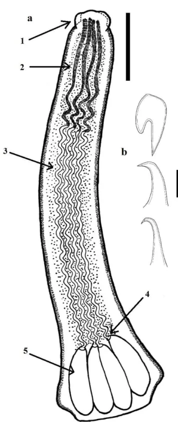 Figure 1. (a) Floriceps sp. larva collected from cysts found in specimens  of Lutjanus analis and Lutjanus synagris