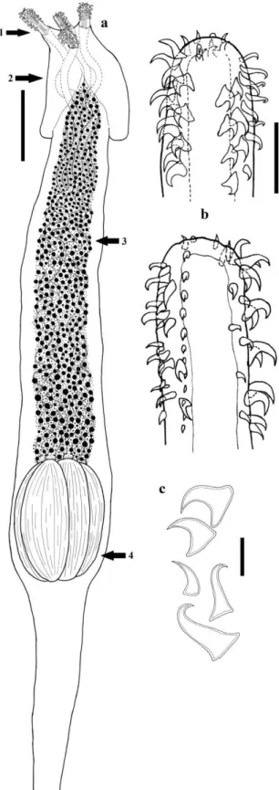 Figure 2. Pseudogrillotia sp. larva collected from cysts found in  specimens of Lutjanus analis and Lutjanus synagris
