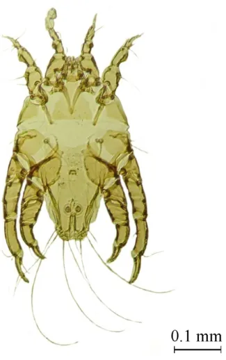 Figure 4. Glaucalges attenuatus. Male. Ventral view. Magnification 100X.