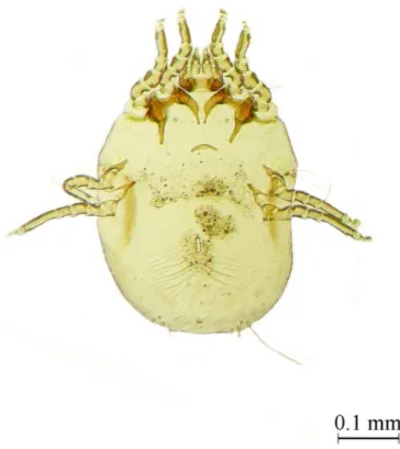 Figure 9. Strigiphilus chilensis. Female. Ventral view. Magnification  100X.