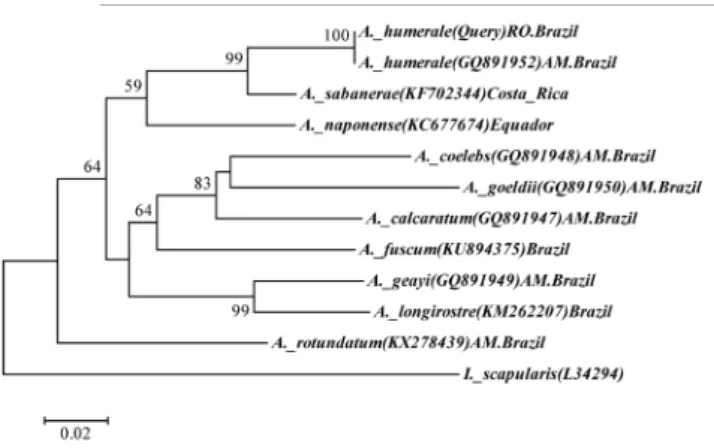 Figure 1. Neighbor-joining (NJ) tree built from Amblyomma humerale  16S rDNA sequence collected in the municipality of Ariquemes,  Rondônia, Brazil