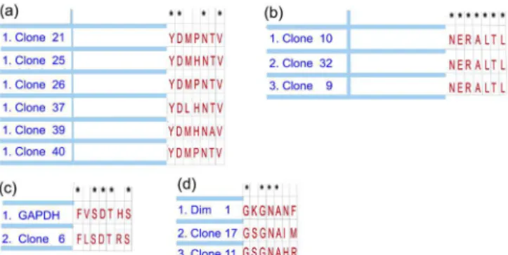 Figure 1. Phage display technology was employed to select mimotopes  of  Haemonchus contortus peptides