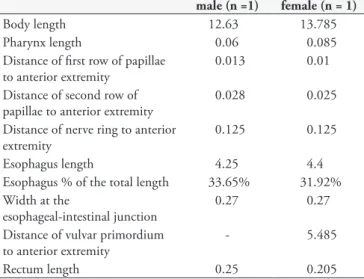 Table 1. Measurements of male and female third-stage larvae of  Dioctophyme renale (Enoplida: Dioctophymatidae) found in a  naturally infected snake Philodryas patagoniensis (Girard, 1858)  (Serpentes: Dipsadidae) from southern Brazil (measurements are  ex
