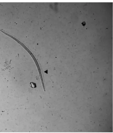 Figure 1. Larvicidal effect of protein extract preparations. The arrow  indicates damage to the tegument accompanied by retraction of the  nematode cuticle.