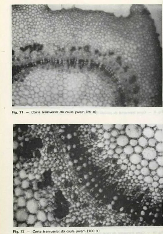 Fig. 11 — Corte transversal do caule jovem (25 X) 