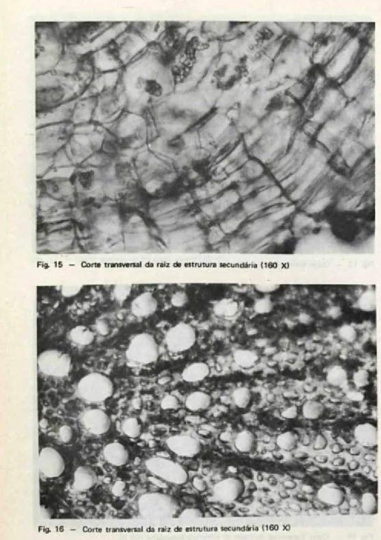 Fig. 15 — Corte transversal da raiz de estrutura secundária (160 X) 