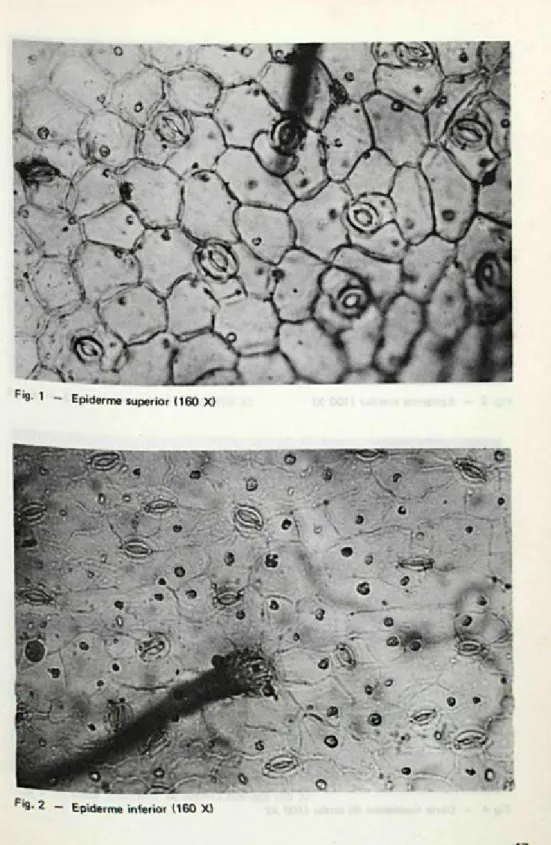 Fig. 2 - Epiderme inferior 1160 X) 