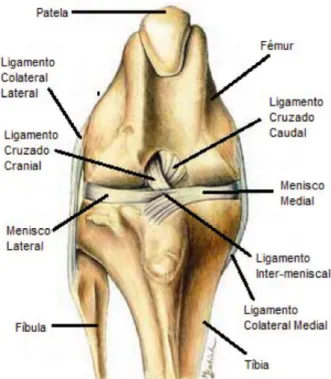 Figura 1:Vista craneal do joelho com estruturas e ligamentos associados (adaptado de BOJRAB et all, 2014)