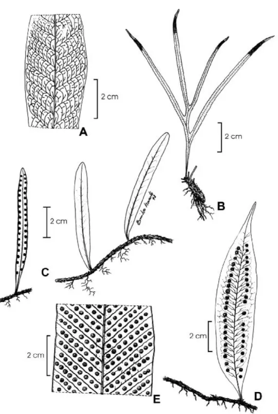 Figura 1 - A. Campyloneurum phyllitidis: venação (Costa &amp; Silva 246). B. Dicranoglossum desvauxii: hábito (Sothers