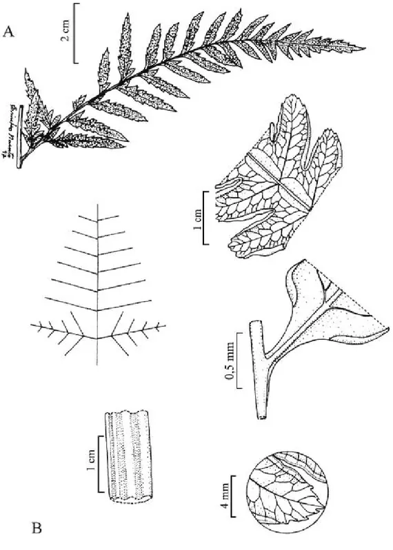Figura 2 - A. Pityrogramma calomelanos var. calomelanos: pina (Prado et al. 660).  B. Pteris propinqua: esquema do padrão de divisão da lâmina; segmentos férteis, detalhe da base  da  pina, detalhe  do  pecíolo, ápice do segmento  fértil (Macedo 2400).